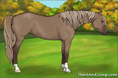 Horse Color: Liver Red Dun 