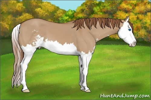 Horse Color: Red Dun Sabino Splash 