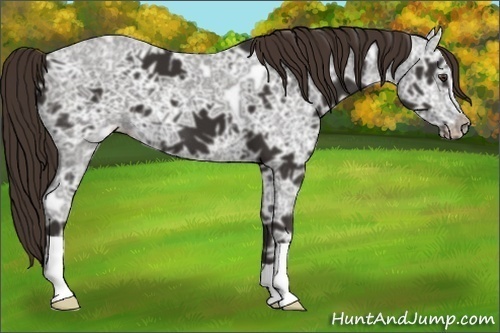 Horse Color: Liver Chestnut Ice 