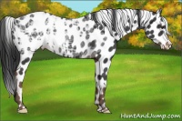 Horse Color:Liver Chestnut Ice Appaloosa 