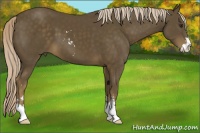Horse Color:Chocolate Palomino Sabino 