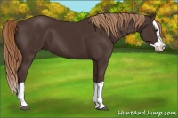 Horse Color:Liver Chestnut Splash 