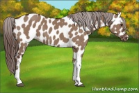 Horse Color:Liver Red Dun Appaloosa 