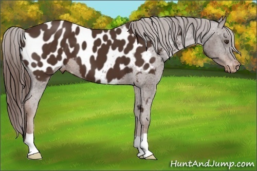 Horse Color: Liver Chestnut Blanket 