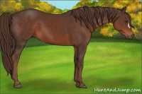 Horse Color:Liver Chestnut 