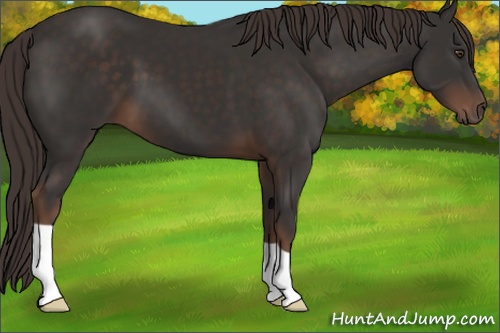 Horse Color: Liver Chestnut 