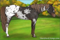 Horse Color:Liver Chestnut Ice Appaloosa 
