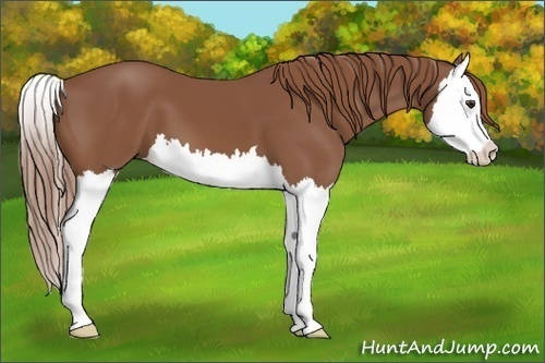 Horse Color: Chestnut Splash 