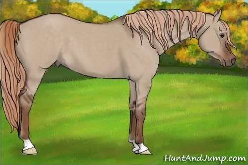 Horse Color: Liver Red Dun Roan 