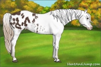 Horse Color:Liver Chestnut Appaloosa 