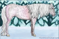 Horse Color:Gray Red Dun 