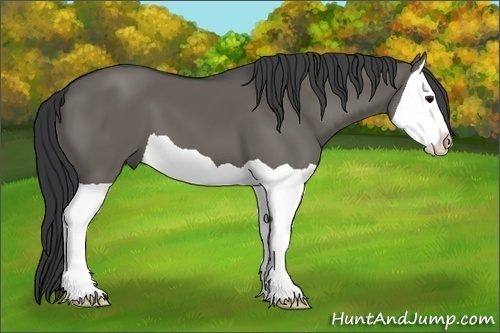 Horse Color: Grullo Splash 