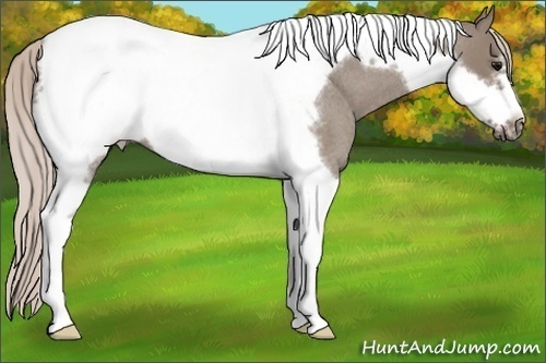 Horse Color: Silver Grullo Roan Tobiano Frame 