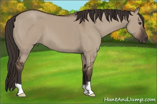 Horse Color: Liver Red Dun 