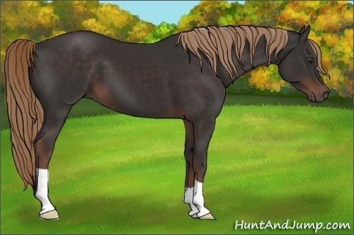 Horse Color: Liver Chestnut 