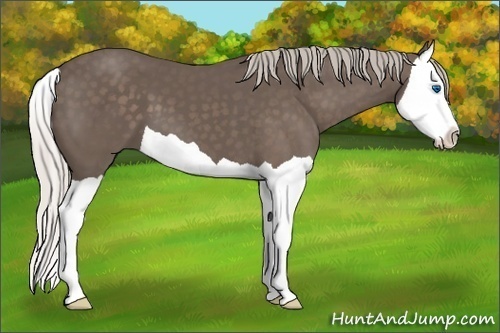 Horse Color: Silver Black Splash 