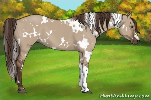 Horse Color: White Spotted Liver Red Dun 