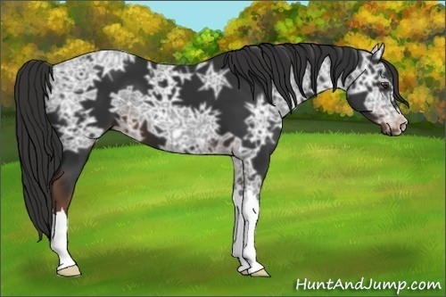 Horse Color: Liver Chestnut Ice 