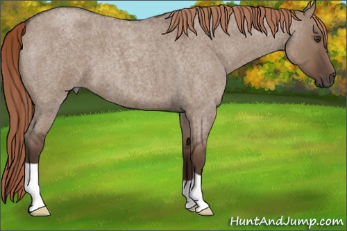 Horse Color: Liver Red Dun Roan 