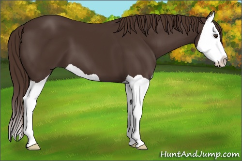 Horse Color: Liver Chestnut Splash 