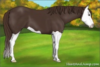 Horse Color:Liver Chestnut Splash 