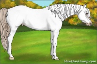 Horse Color:White Spotted Liver Chestnut Frame Appaloosa 