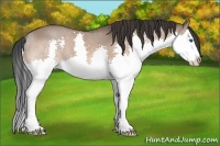 Horse Color:Bay Dun Sabino Splash 