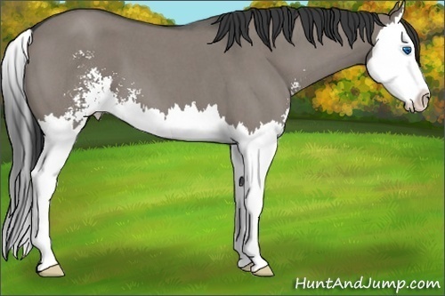 Horse Color: Grullo Roan Sabino Splash 