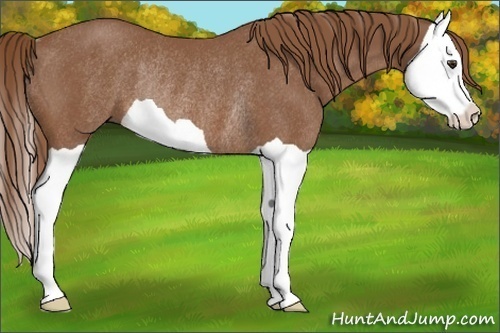 Horse Color: Chestnut Splash Rabicano 
