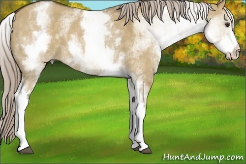 Horse Color: White Spotted Chocolate Palomino Dun 