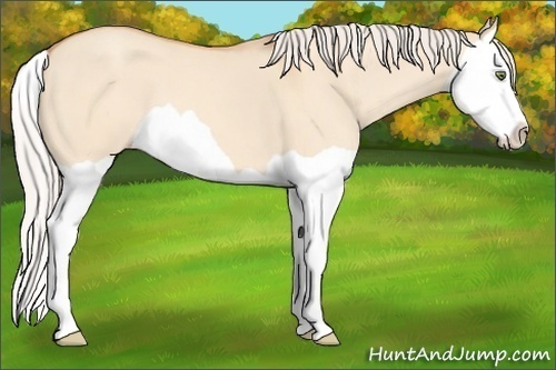 Horse Color: Silver Amber Champagne Dun Splash 