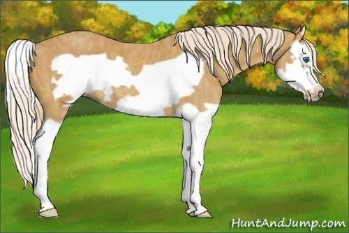 Horse Color: Palomino Splash Frame  Brindle