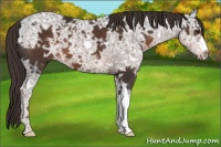 Horse Color:Liver Chestnut Ice