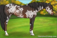 Horse Color:Liver Chestnut Ice 