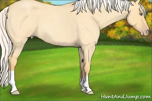 Horse Color: Silver Amber Cream Champagne Roan Dun 