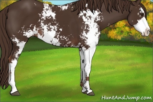 Horse Color: Liver Chestnut Sabino 