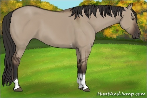 Horse Color: Liver Red Dun Tobiano 