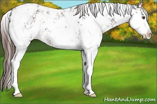 Horse Color: Liver Chestnut Sabino 