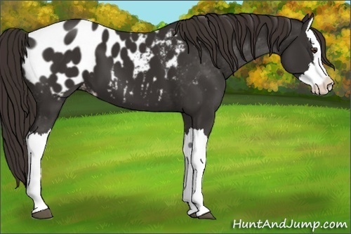 Horse Color: Liver Chestnut Splash Blanket 