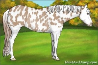Horse Color:Red Dun Splash Near Leopard Rabicano 