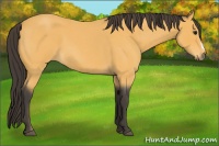 Horse Color:Buckskin Roan 