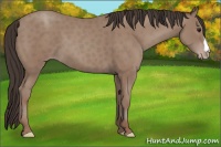 Horse Color:Classic Champagne 