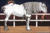 Horse Color:Liver Chestnut Frame Appaloosa 