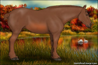 Horse Color:Liver Chestnut 