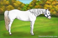 Horse Color:Buckskin Frame Appaloosa 