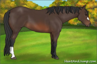Horse Color:Brown 