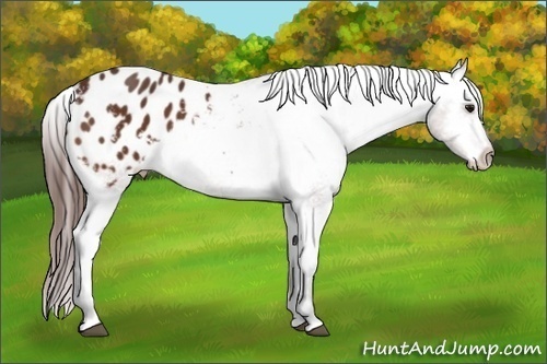 Horse Color: Bay Blanket 
