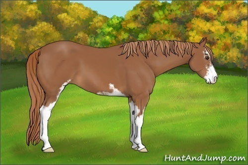 Horse Color: Chestnut Sabino 