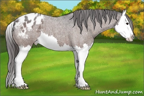 Horse Color: ERROR: UNKNOWN ANOMALY