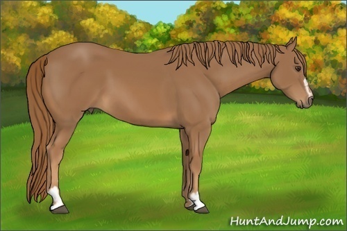 Horse Color: Chestnut Sabino 
